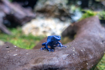 Dart Frog - Blue Frog
