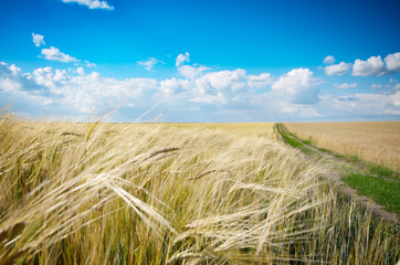 Barley field under cloudy blue sky in Ukraine