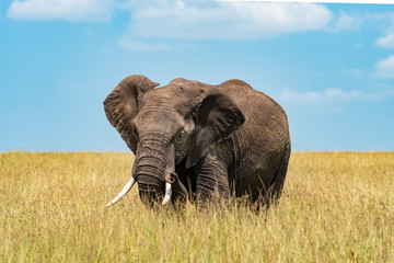 Fototapeta premium Elephant in Masai Mara
