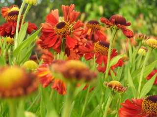 Colorful spring flowers in the meadow on a clear summer day.