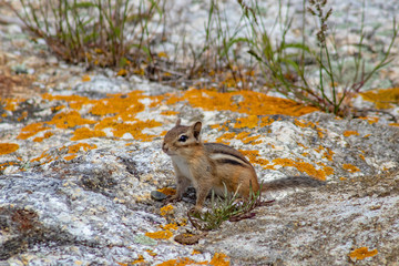 Chipmunk on Mossy Rock
