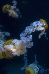 Atlantic Sea Nettle Jelly fish