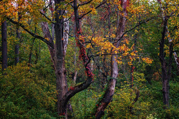 Colorful Forest Scene