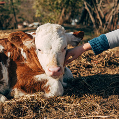 Girl cuddling calf 