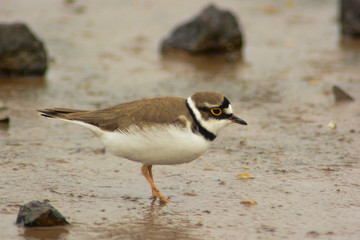 corriere piccolo (Charadrius dubius) nel limo- ritratto