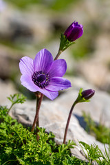 Spring season; wild flower; Anemone (Anemone coronaria)
