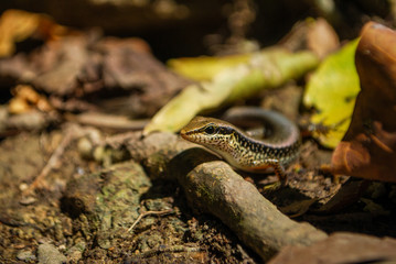 Lizard, Erawan National Park, Thailand.