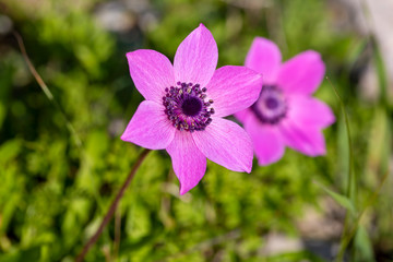 Fototapeta premium Spring season; wild flower; Anemone (Anemone coronaria)