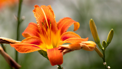 Daylily