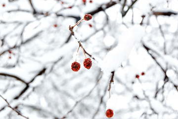red berries in the snow