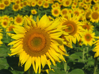 Sunflowers field in summer. Blooming sunflowers, selective focus, concept for cooking oil production, picturesque landscape