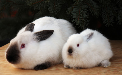 Californian rabbit breed, rabbit, animal, white, bunny, cute, pet, mammal, fluffy, fur, easter,...