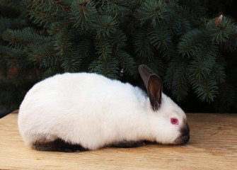 Californian rabbit breed, rabbit, animal, white, bunny, cute, pet, mammal, fluffy, fur, easter,...