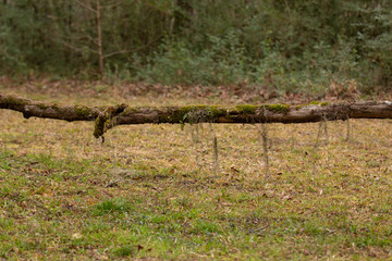 moss hanging from single limb