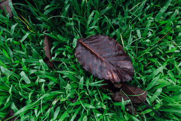 leaf on the ground