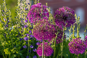 Giant Alliums