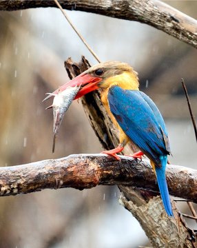 A Stork-billed Kingfisher with food in mouth