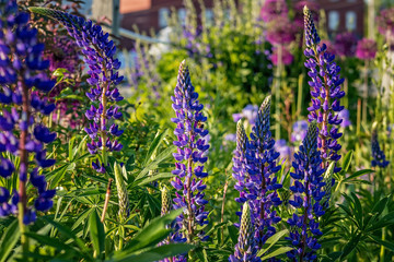 Lupins