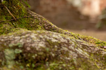 moss covered stump with brick background