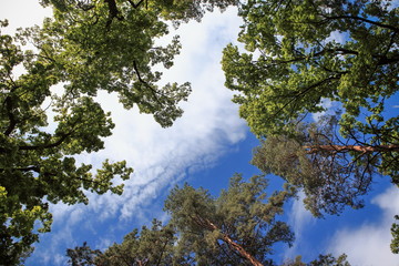 beautiful forest landscape with magnificent sky and sunshine