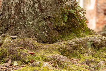 Naklejka premium moss covered stump with brick background