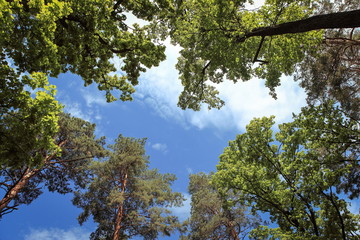 beautiful forest landscape with magnificent sky and sunshine