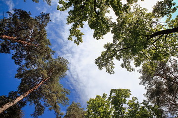 beautiful forest landscape with magnificent sky and sunshine