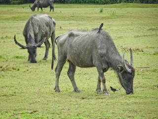 Buffaloes with huge horns graze on a green pasture, Thailand.