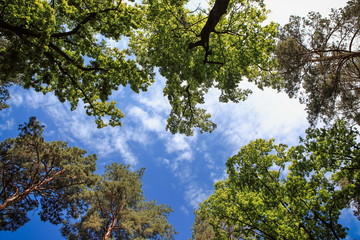 beautiful forest landscape with magnificent sky and sunshine
