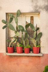 Door of old house and cactuses on windowsill