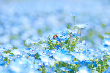 ネモフィラとハチ