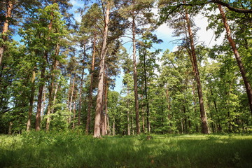 Obraz premium beautiful forest landscape with magnificent sky and sunshine
