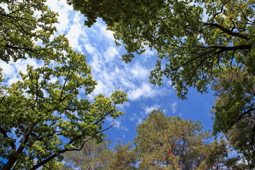 beautiful forest landscape with magnificent sky and sunshine