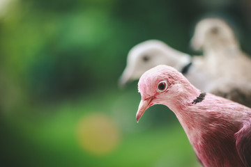 beautiful painted pigeons are sitting on your hand