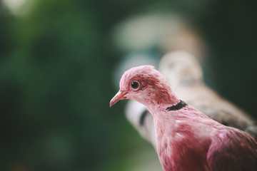 beautiful painted pigeons are sitting on your hand
