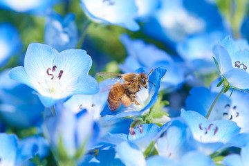 ネモフィラとハチ