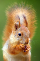 The red squirrel or Eurasian red sguirrel (Sciurus vulgaris) sitting in the scandinavian forest. Squirrel in a typical environment. Sqirrrel with nut.
