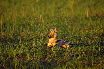 Naklejka na ściany i meble The side-striped jackal (Canis adustus) lying in the grass. Jackal with green background.