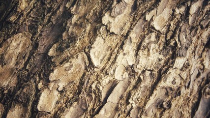 Image of texture of a tree trunk