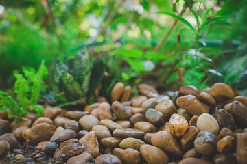 Wet pebble stone in garden low angle closup with blurry bokeh of nature view background
