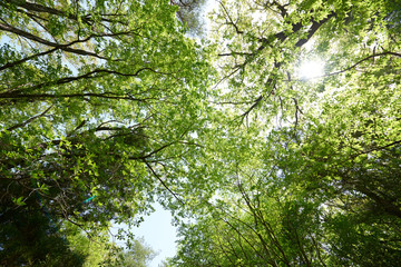 Fototapeta premium 森林の公園