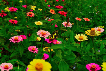 flower, foreround and Flower