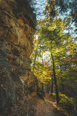Sunny fall forest on autumn day with bright colors and path leading through it