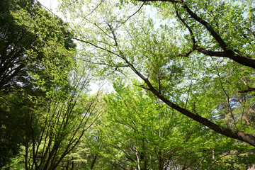 森林の公園