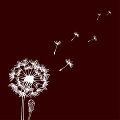 Design of hand drawn Dandelion flowers on dark background. Flying blow dandelion. Vector graphic flowers