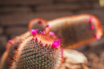 close up Cactus with their flower in sunlight, nature background