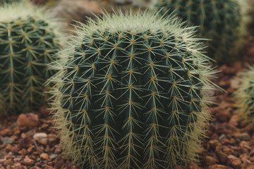 A desert garden with cactus in conservatory 