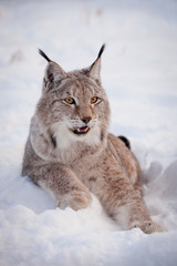 Abordable Eurasian Lynx, portrait in winter field
