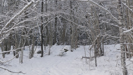 Winter in the Swedish forests