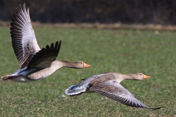 graugans im flug